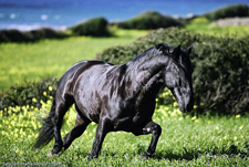 Spain-Mallorca/Menorca-Menorca Explorer on Horseback